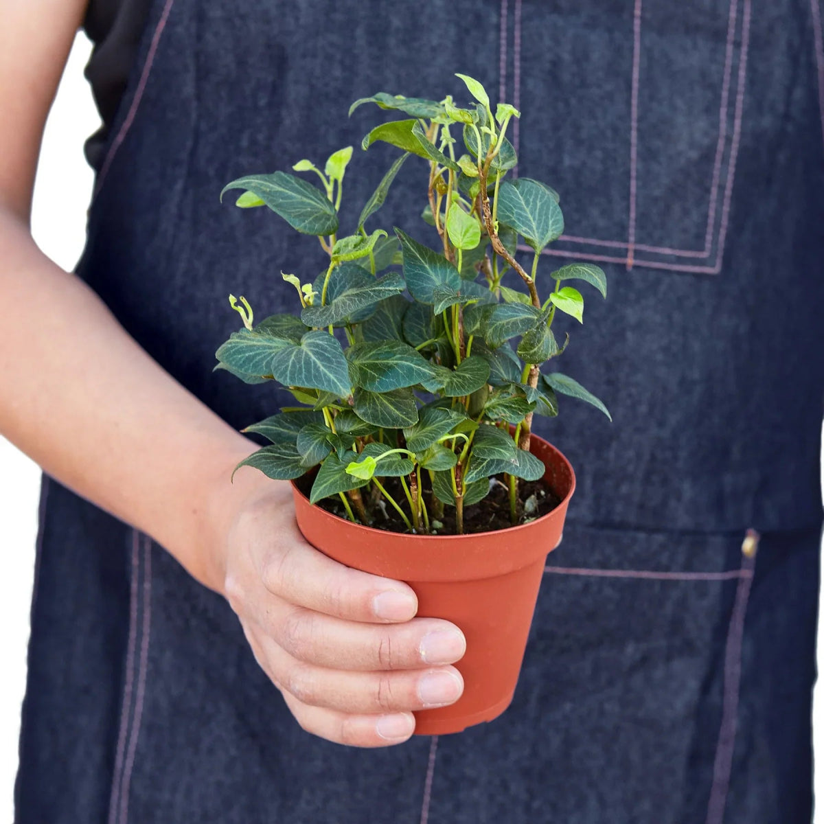 Ivy 'Teardrop' Indoor Plant - Mental Houseplants™