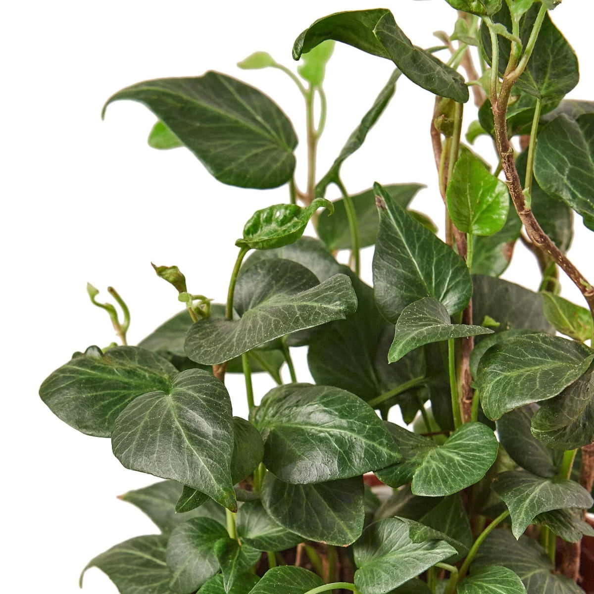Ivy 'Teardrop' Indoor Plant - Mental Houseplants™