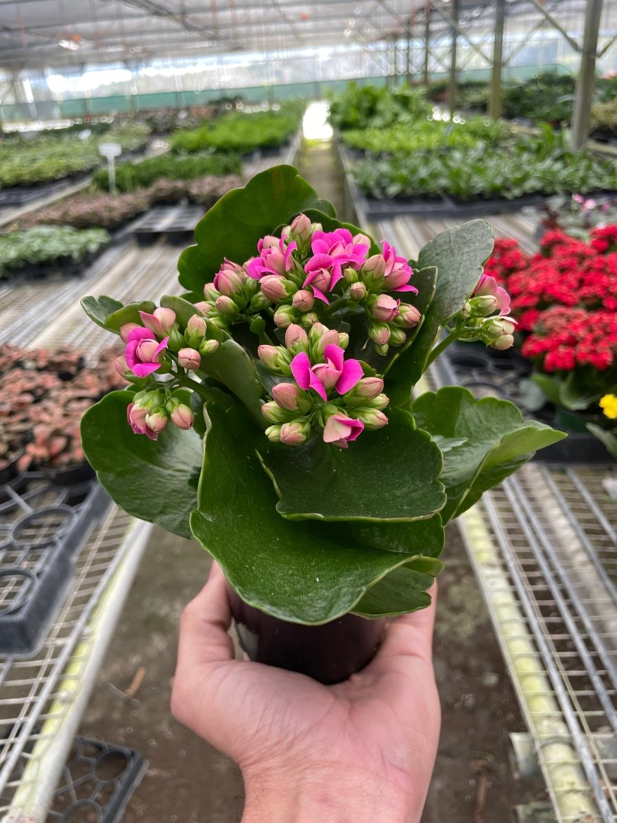 Kalanchoe 'Flaming Katy' Indoor Plant - Mental Houseplants™