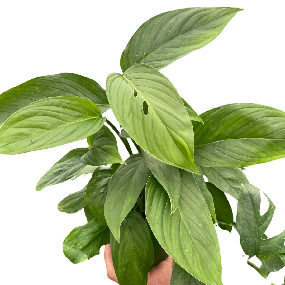 Monstera 'Lechler's Monstera' Indoor Plant - Mental Houseplants™