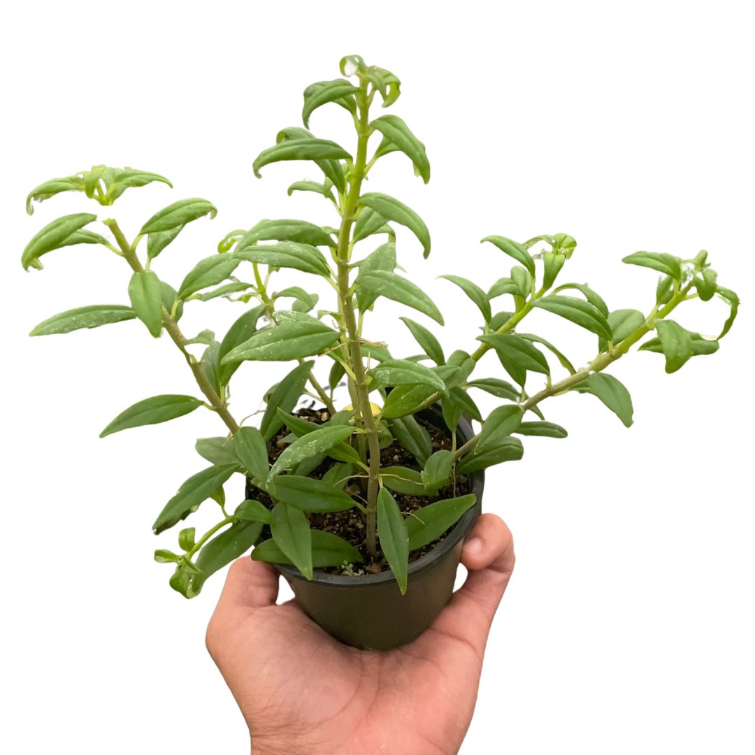 Nematanthus 'Flying Goldfish' Indoor Plant - Mental Houseplants™