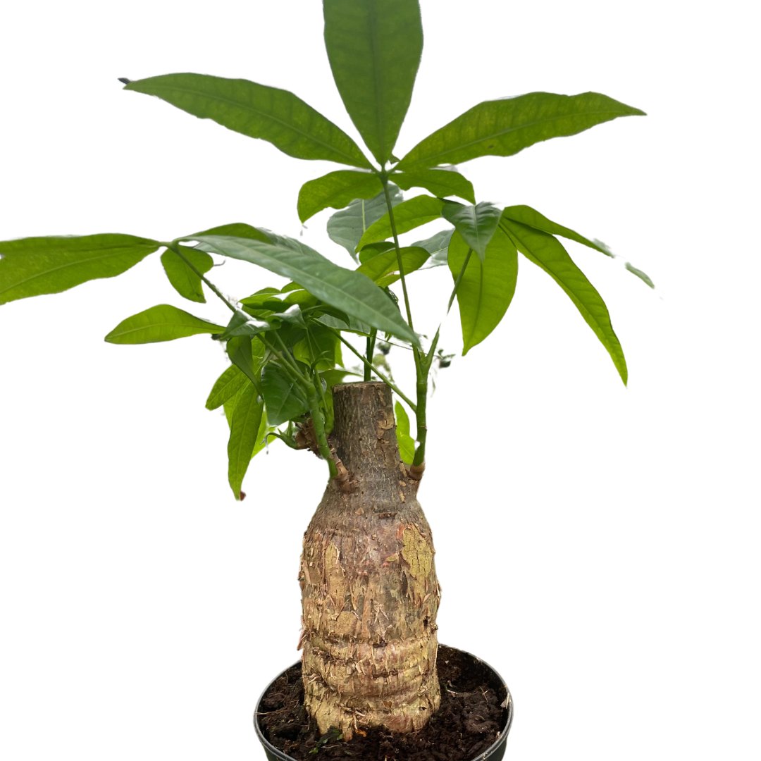 Pachira 'Stump Money Tree' Indoor Plant - Mental Houseplants™