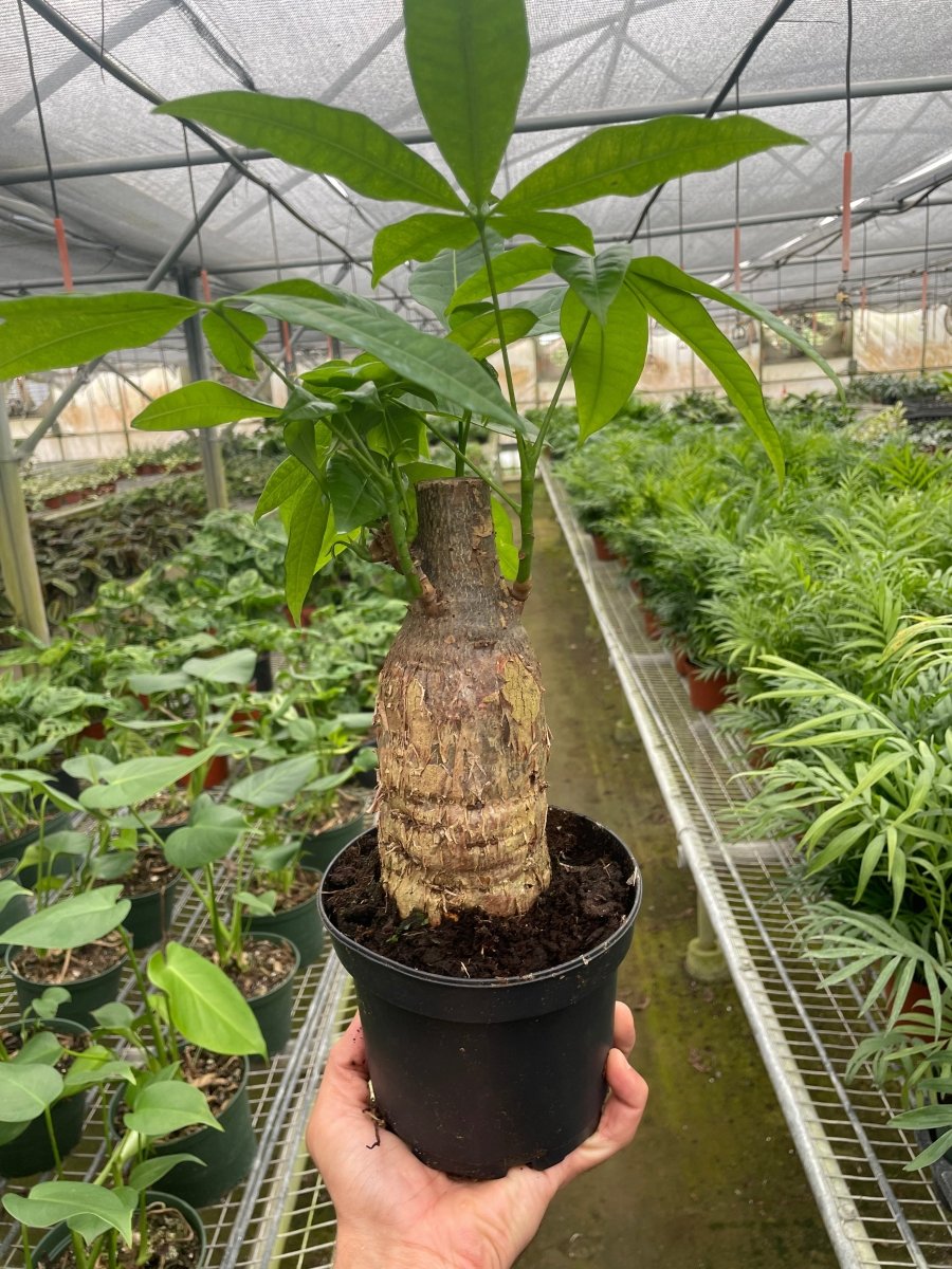 Pachira 'Stump Money Tree' Indoor Plant - Mental Houseplants™