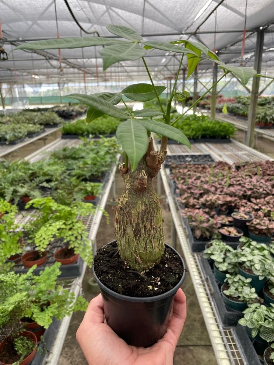 Pachira 'Stump Money Tree' Indoor Plant - Mental Houseplants™