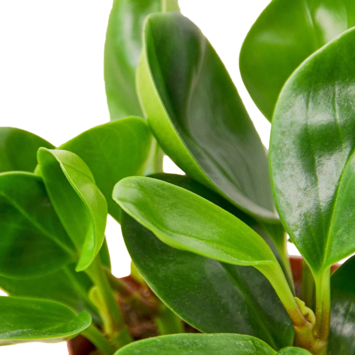 Peperomia 'Thailand' Indoor Plant - Mental Houseplants™