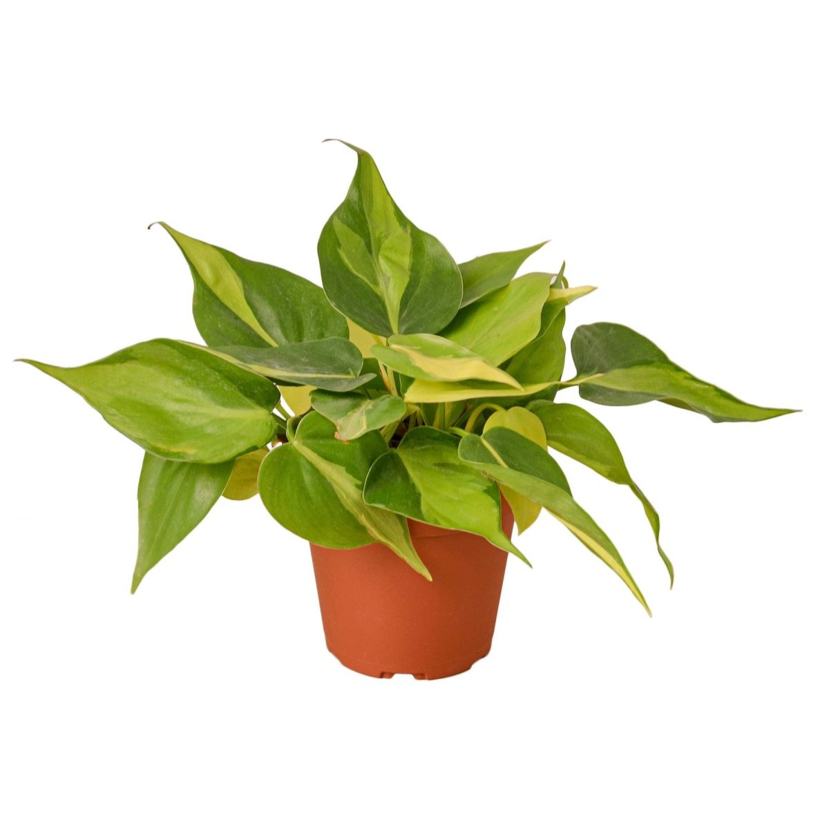 Philodendron 'Brasil' Indoor Plant - Mental Houseplants™