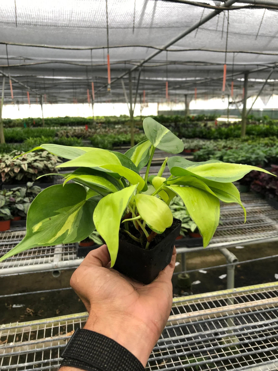 Philodendron 'Brasil' Indoor Plant - Mental Houseplants™