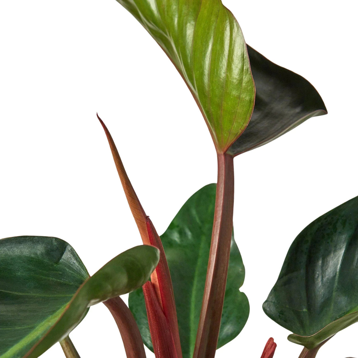 Philodendron 'Congo Rojo' Indoor Plant - Mental Houseplants™