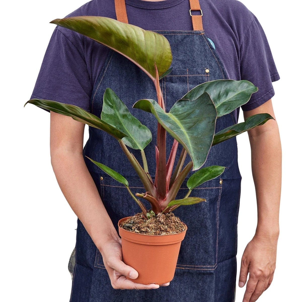 Philodendron 'Congo Rojo' Indoor Plant - Mental Houseplants™