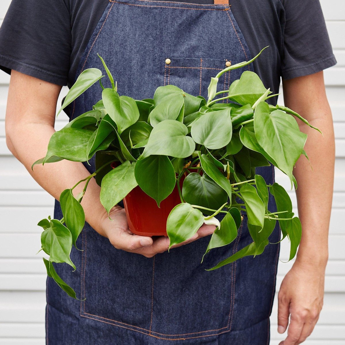 Philodendron 'Heartleaf' Indoor Plant - Mental Houseplants™