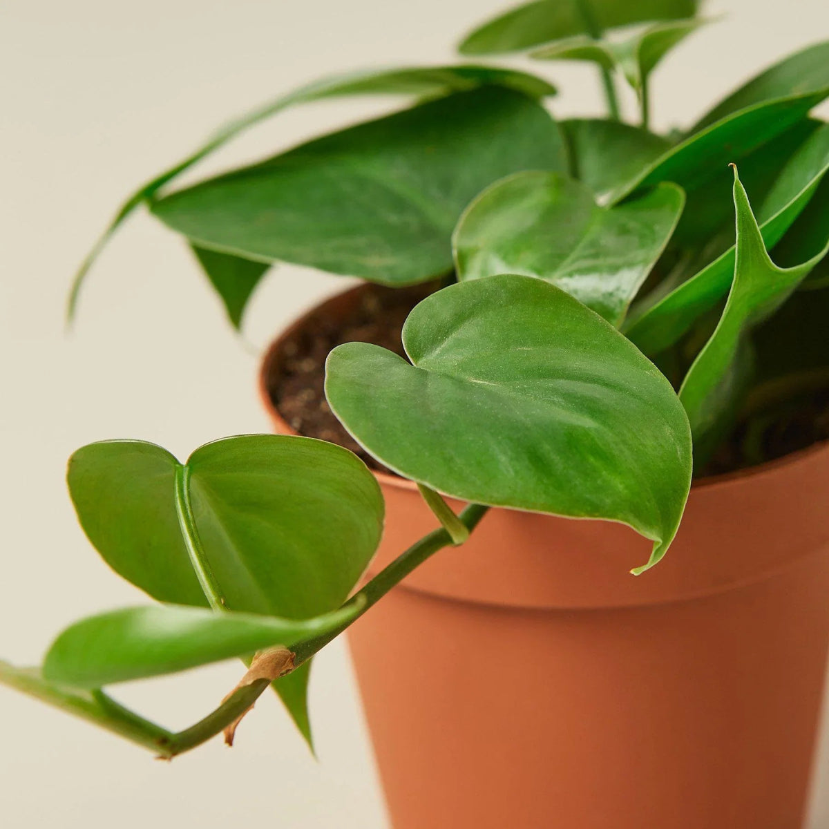 Philodendron 'Heartleaf' Indoor Plant - Mental Houseplants™