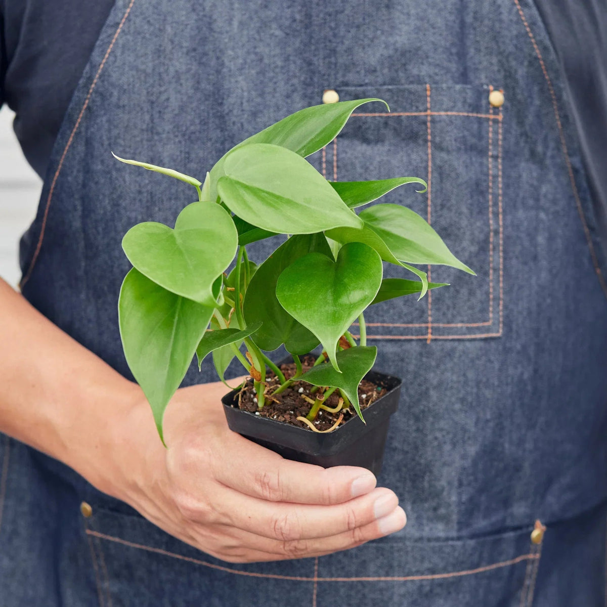 Philodendron 'Heartleaf' Indoor Plant - Mental Houseplants™