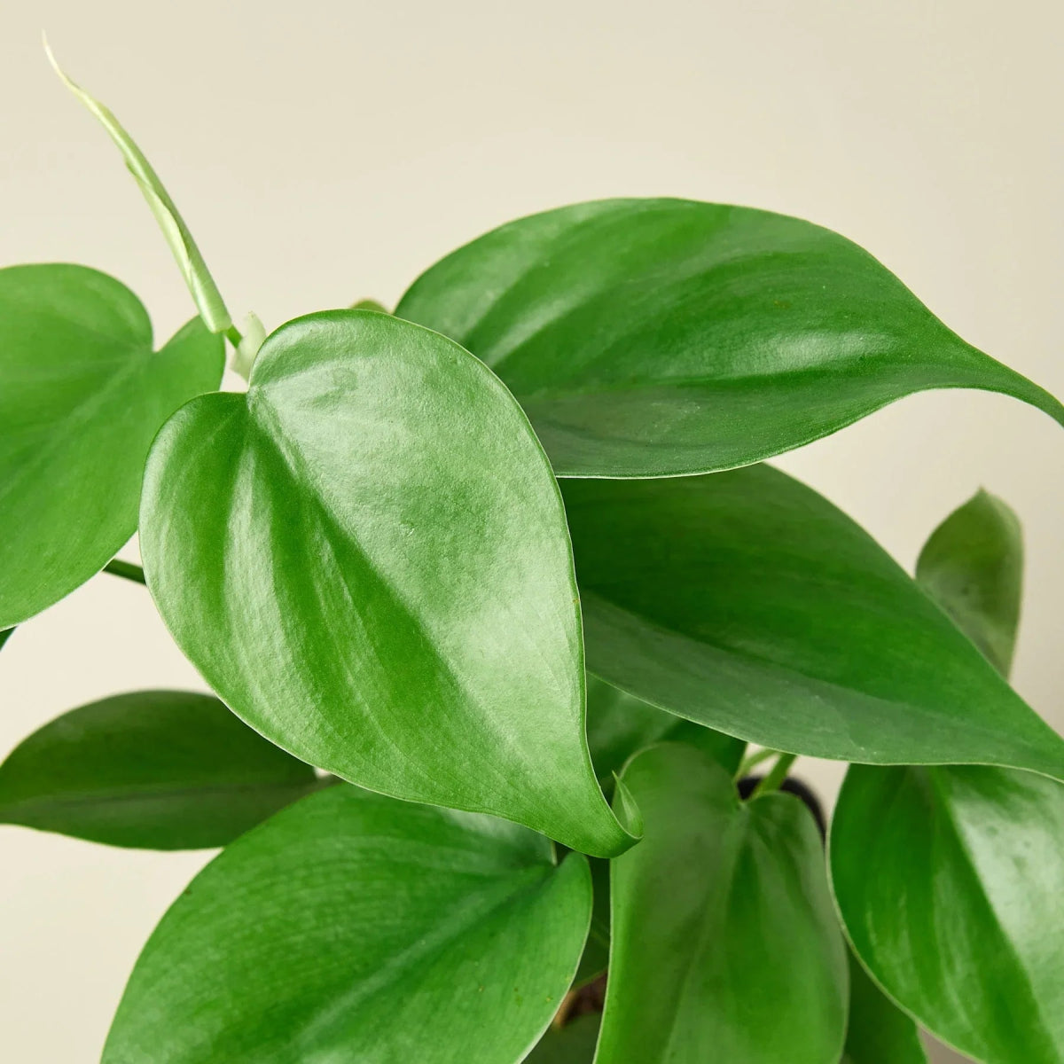 Philodendron 'Heartleaf' Indoor Plant - Mental Houseplants™