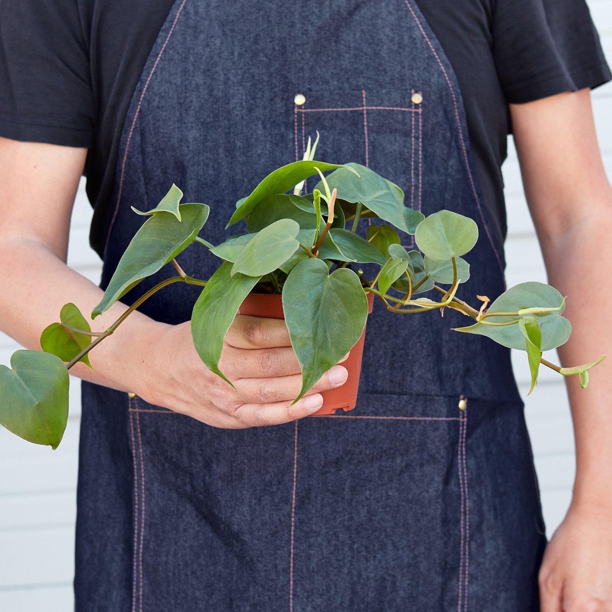 Philodendron 'Heartleaf' Indoor Plant - Mental Houseplants™