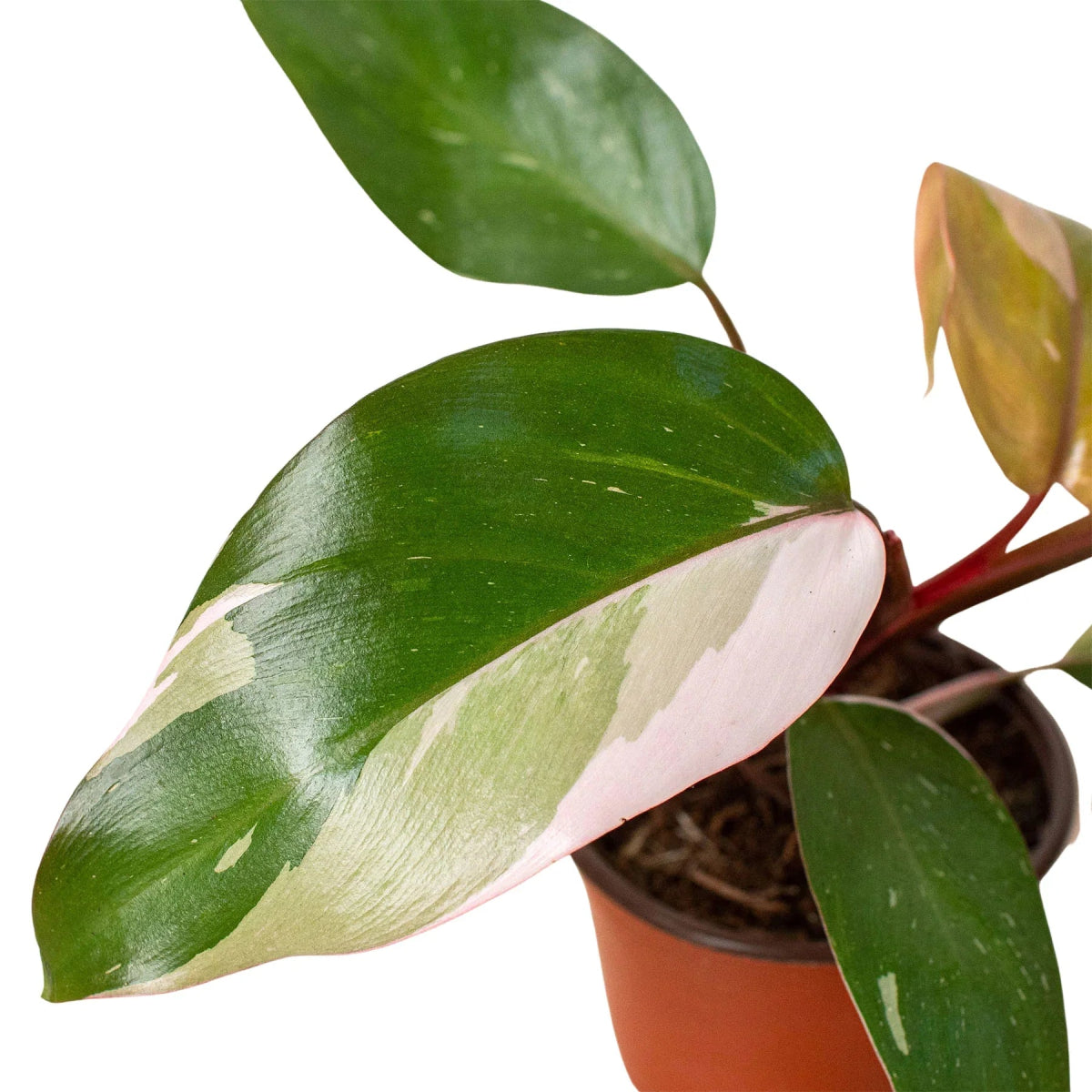Philodendron 'Pink Princess' Indoor Plant - Mental Houseplants™