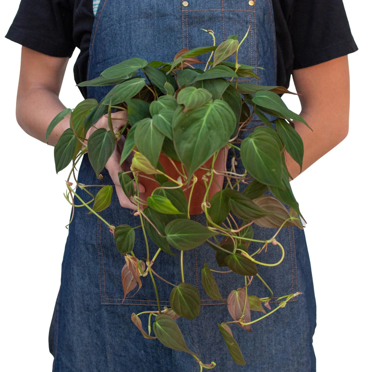 Philodendron 'Velvet' Indoor Plant - Mental Houseplants™