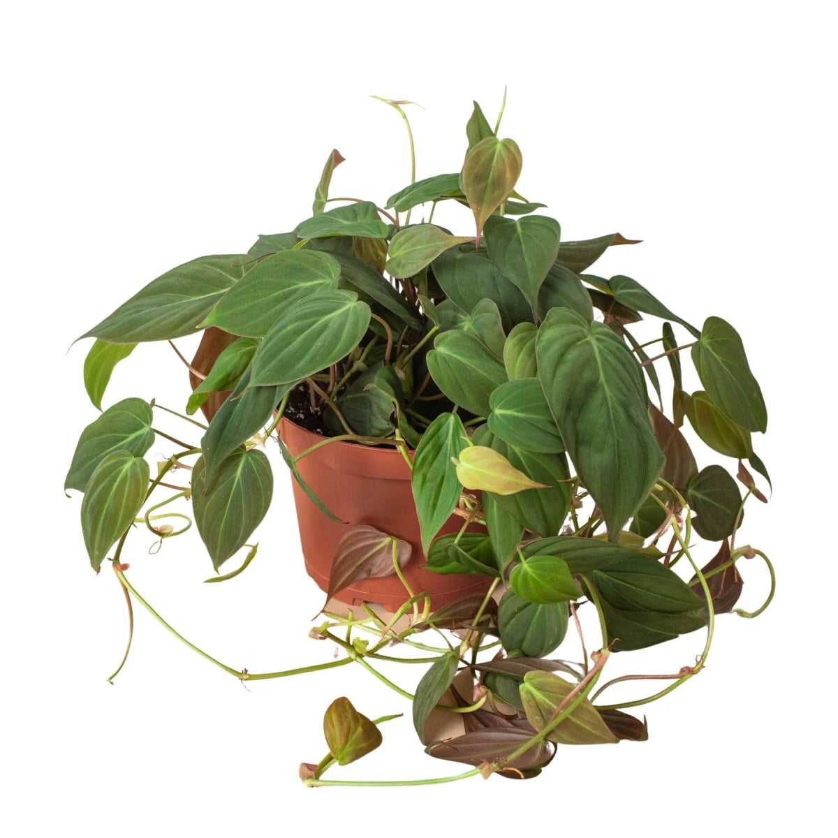 Philodendron 'Velvet' Indoor Plant - Mental Houseplants™