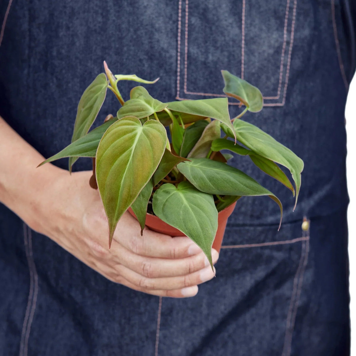 Philodendron 'Velvet' Indoor Plant - Mental Houseplants™