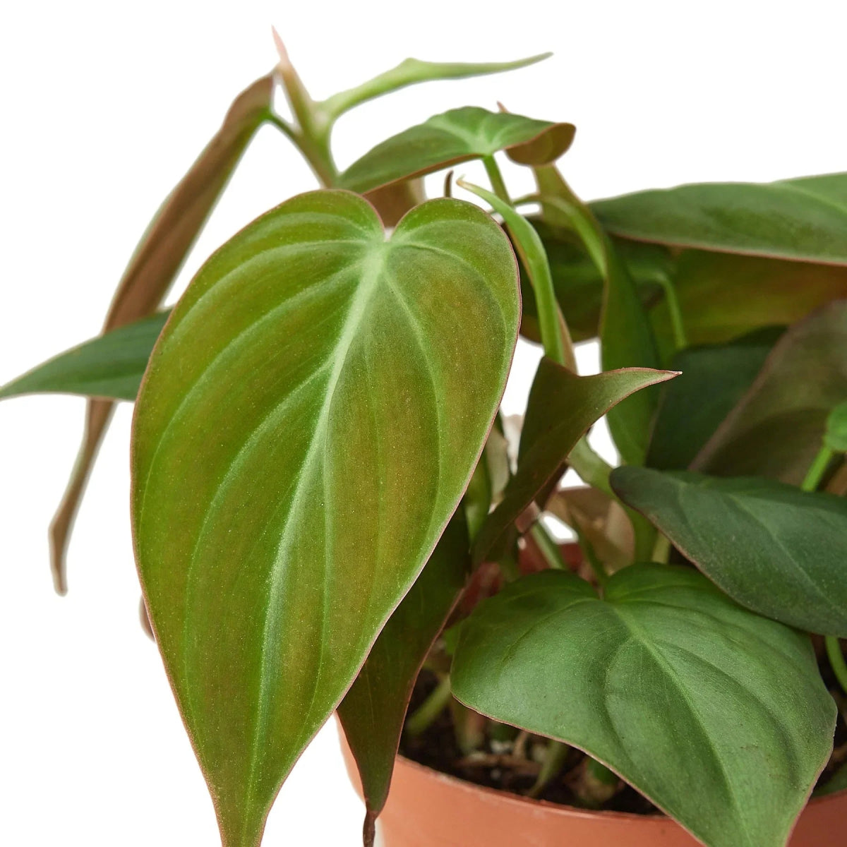 Philodendron 'Velvet' Indoor Plant - Mental Houseplants™