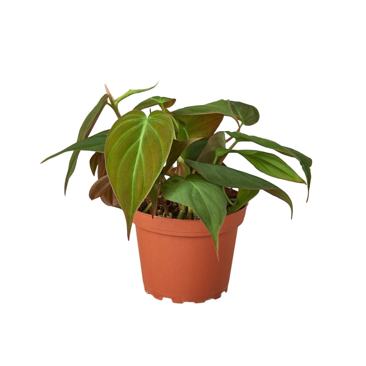 Philodendron 'Velvet' Indoor Plant - Mental Houseplants™