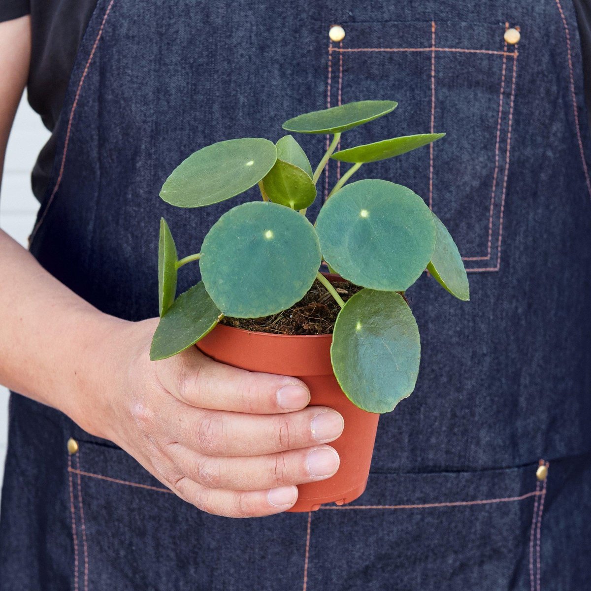 Pilea 'Money' Indoor Plant - Mental Houseplants™