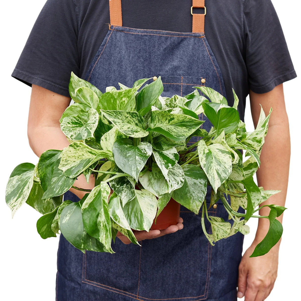 Pothos 'Marble Queen' Indoor Plant - Mental Houseplants™