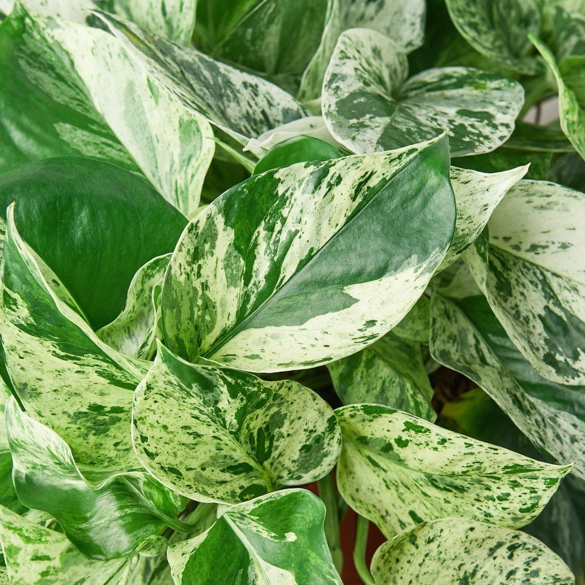 Pothos 'Marble Queen' Indoor Plant - Mental Houseplants™