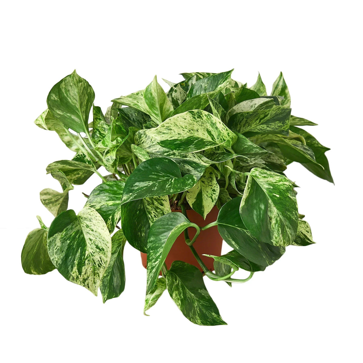 Pothos 'Marble Queen' Indoor Plant - Mental Houseplants™