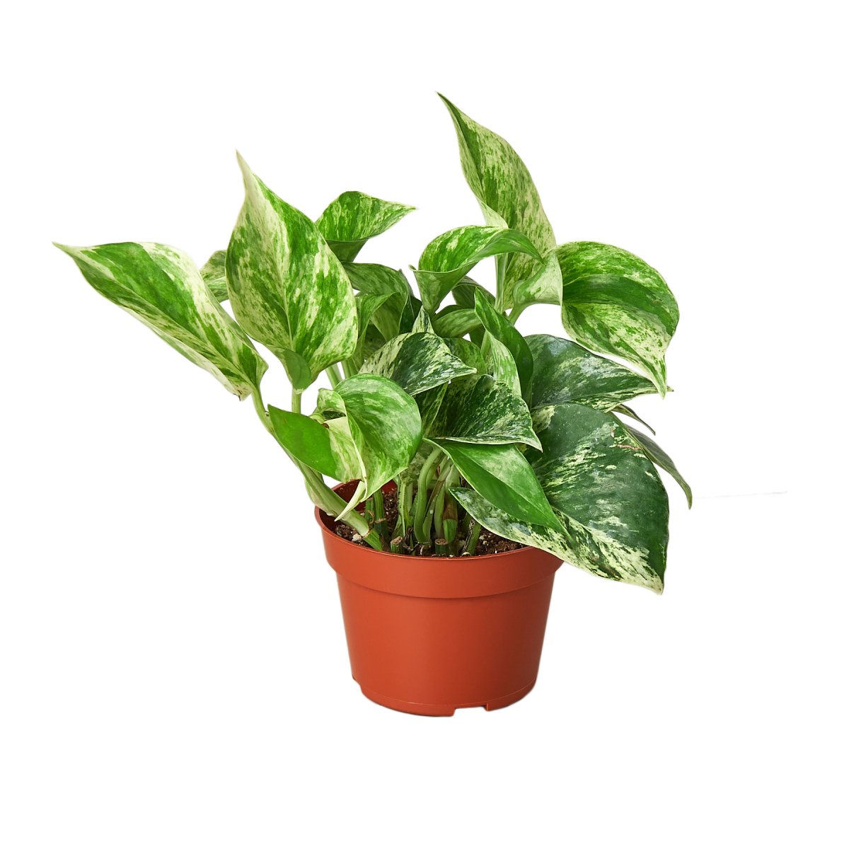 Pothos 'Marble Queen' Indoor Plant - Mental Houseplants™