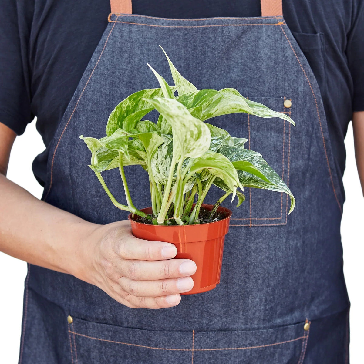 Pothos 'Marble Queen' Indoor Plant - Mental Houseplants™