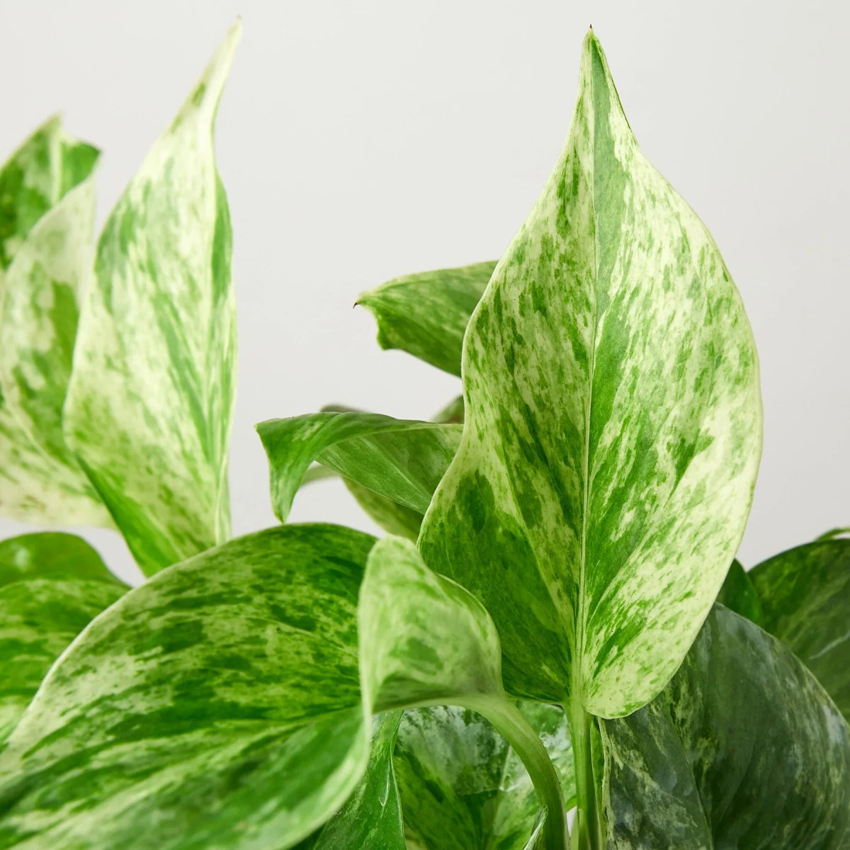 Pothos 'Marble Queen' Indoor Plant - Mental Houseplants™
