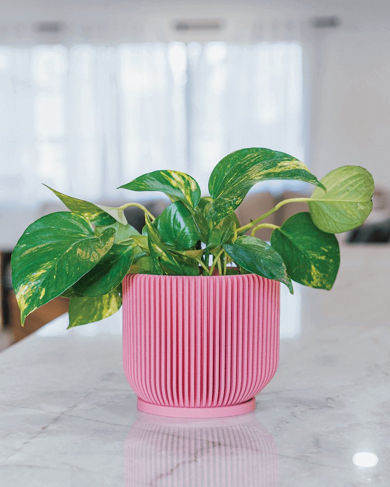 IONIC™ Modern Ribbed Planter