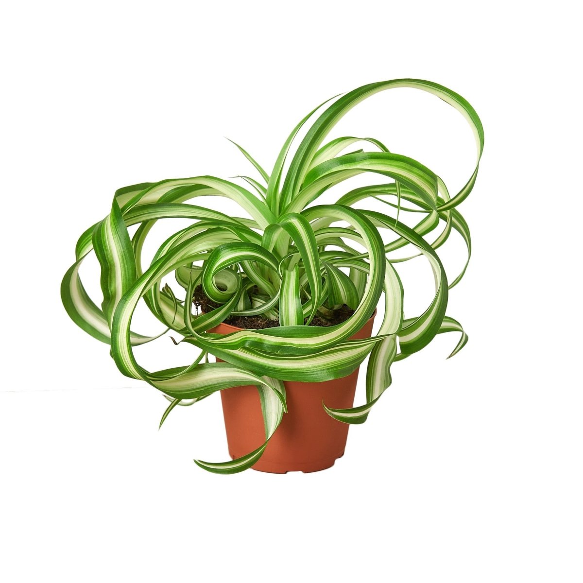 Spider Plant 'Bonnie' Indoor Plant - Mental Houseplants™