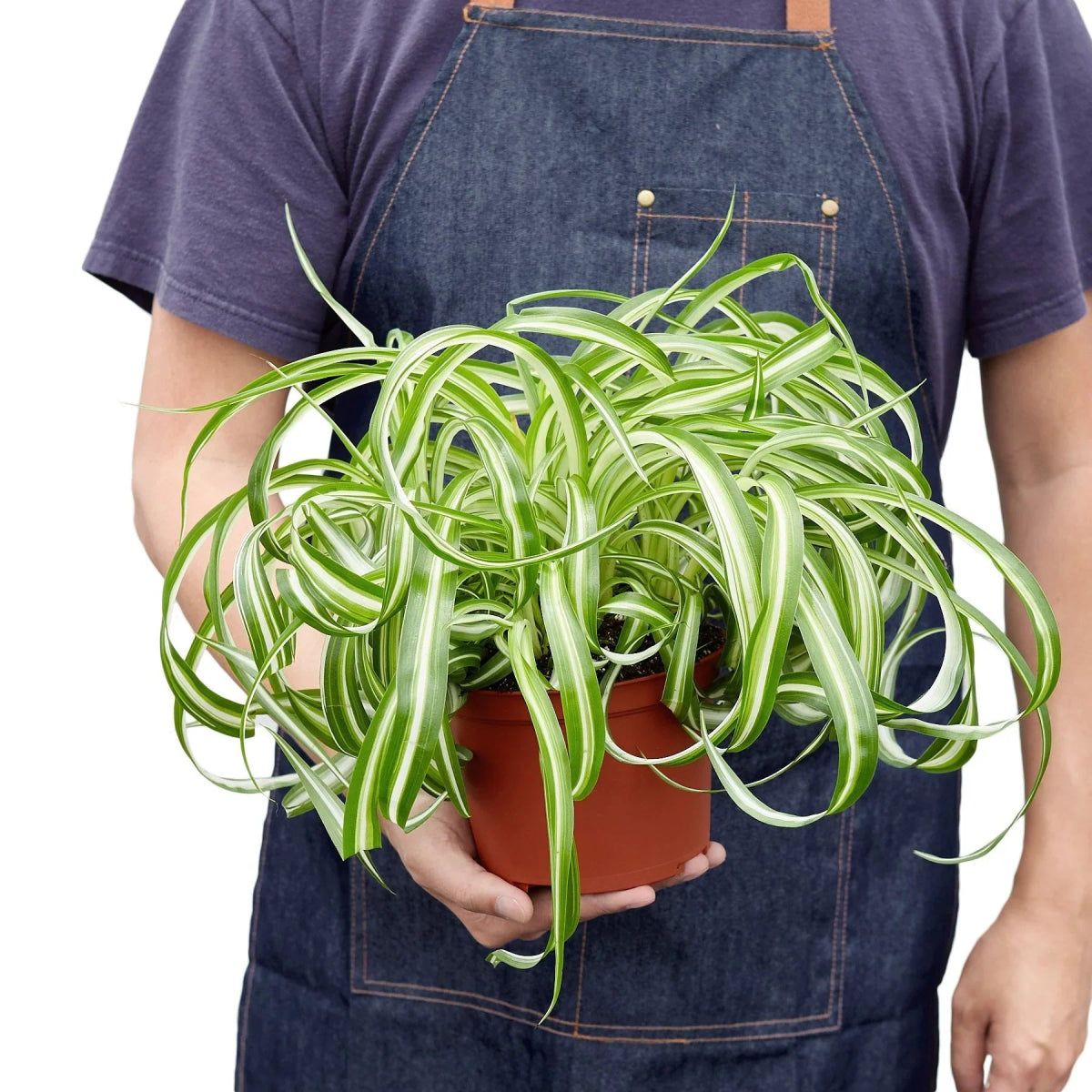 Spider Plant 'Bonnie' Indoor Plant - Mental Houseplants™