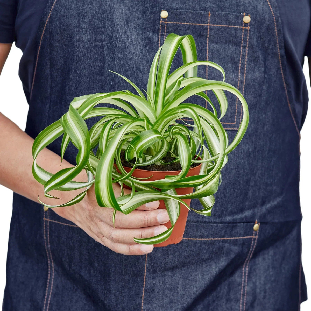 Spider Plant 'Bonnie' Indoor Plant - Mental Houseplants™