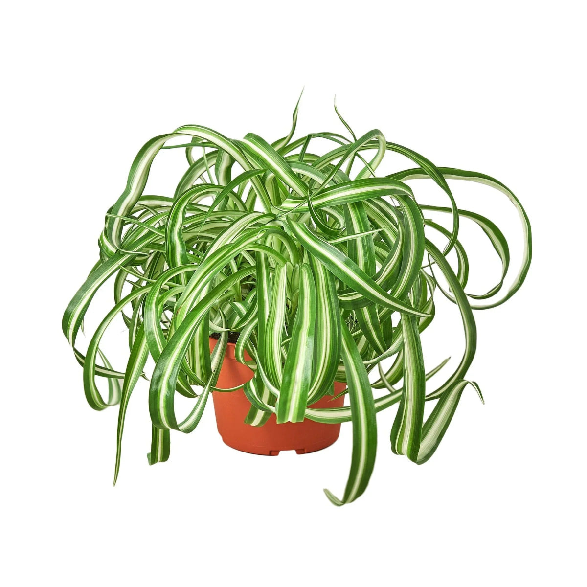 Spider Plant 'Bonnie' Indoor Plant - Mental Houseplants™