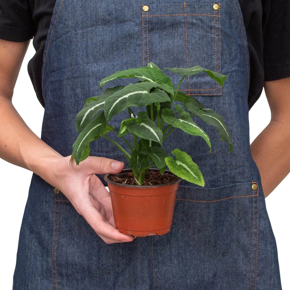 Syngonium 'Black Velvet' Indoor Plant - Mental Houseplants™