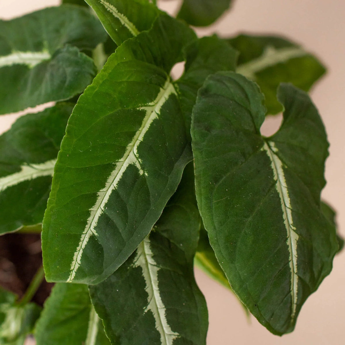 Syngonium 'Black Velvet' Indoor Plant - Mental Houseplants™