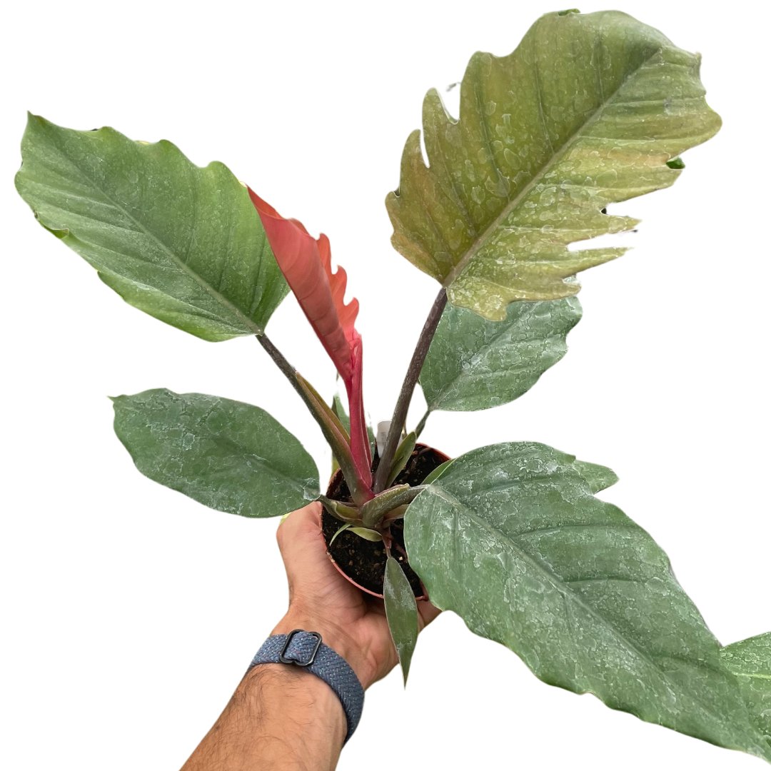 Thaumatophyllum 'Choco Empress' Indoor Plant - Mental Houseplants™