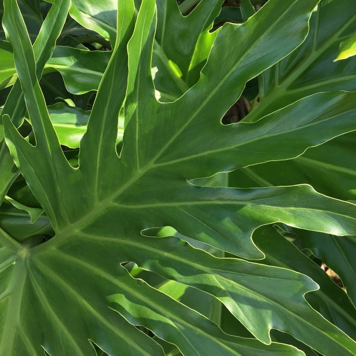 Thaumatophyllum ‘Lickety Split' Indoor Plant - Mental Houseplants™