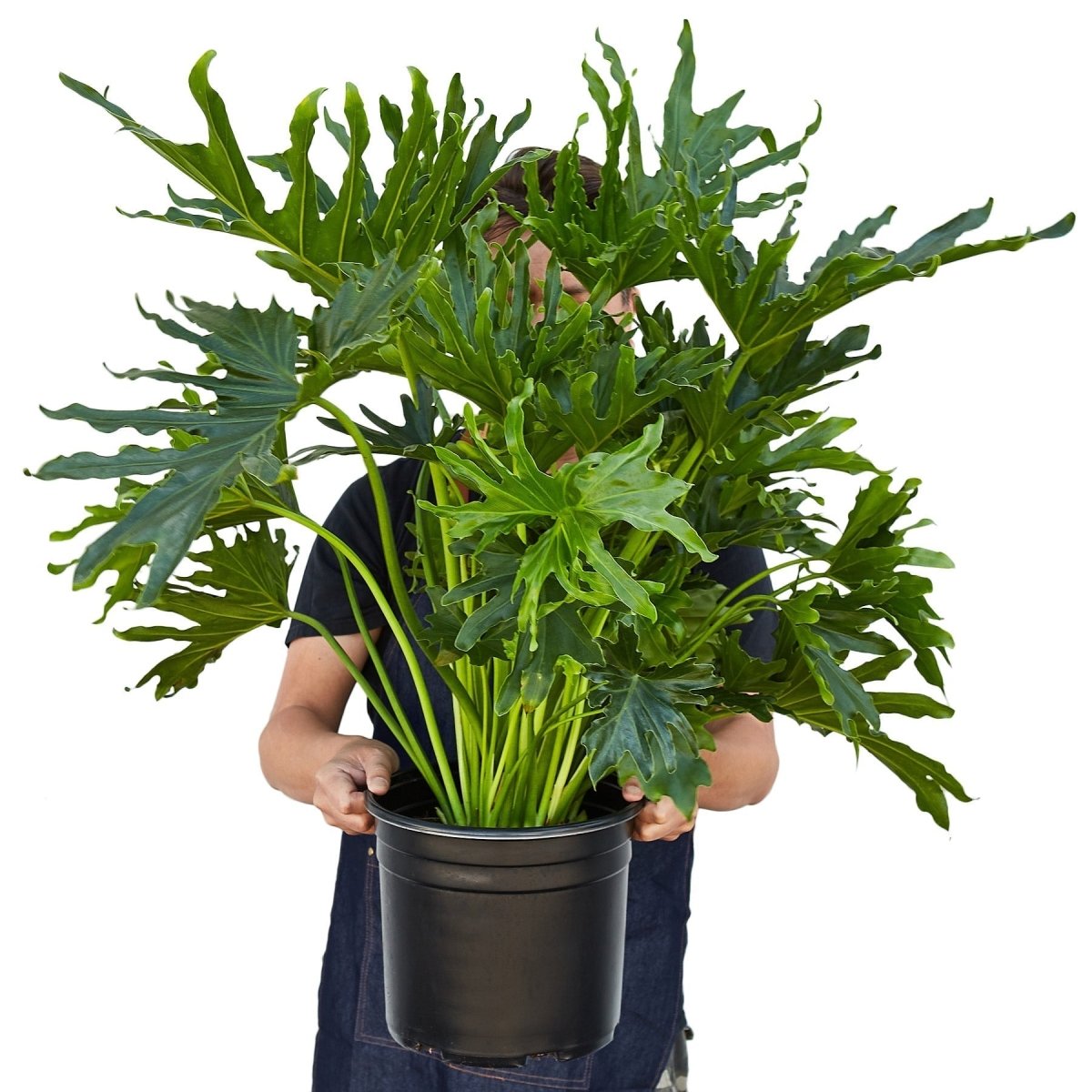 Thaumatophyllum ‘Lickety Split' Indoor Plant - Mental Houseplants™