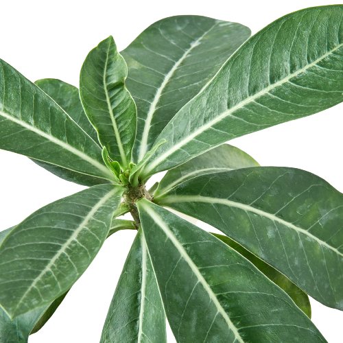 Adenium 'Desert Rose' Indoor Plant - Mental Houseplants™