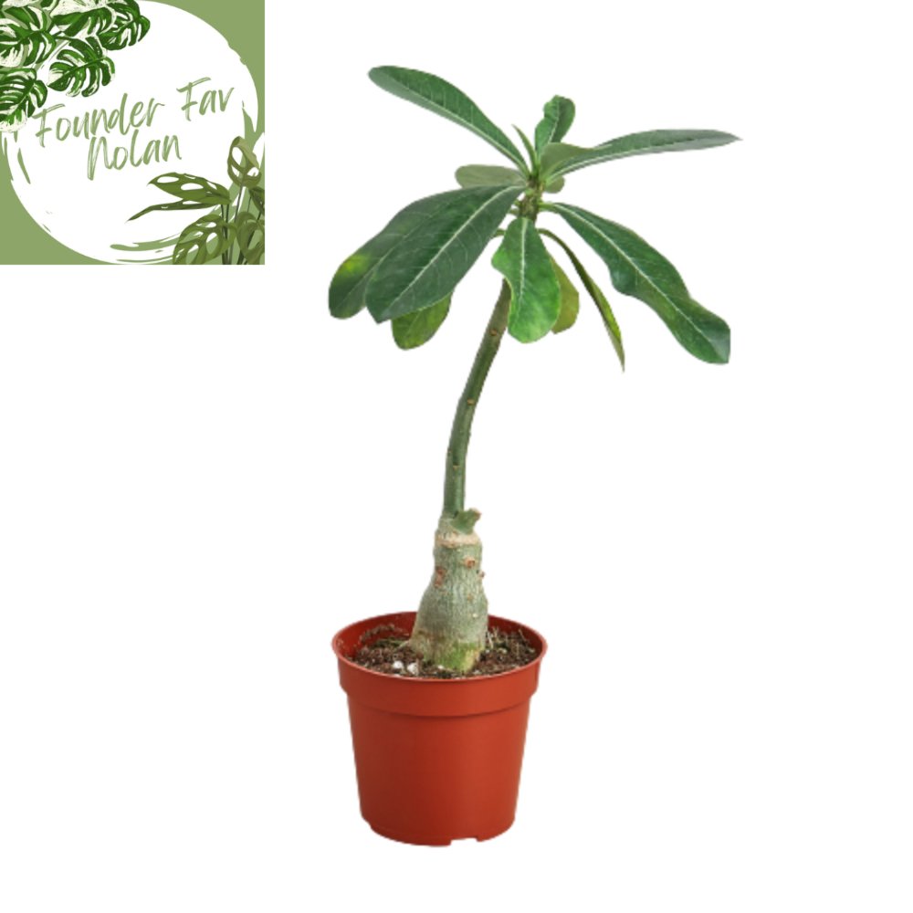 Adenium 'Desert Rose' Indoor Plant - Mental Houseplants™
