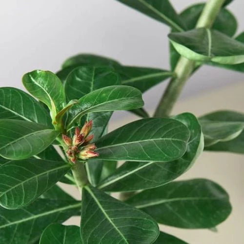 Adenium 'Desert Rose' Indoor Plant - Mental Houseplants™