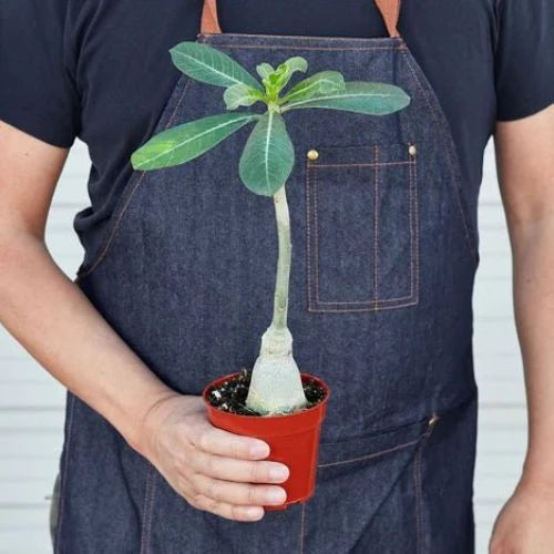 Adenium 'Desert Rose' Indoor Plant - Mental Houseplants™