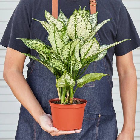 Aglaonema 'First Diamond' Indoor Plant - Mental Houseplants™