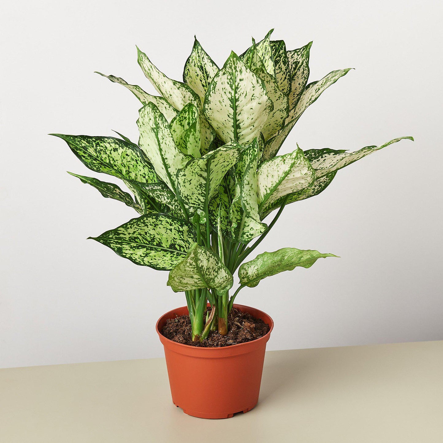 Aglaonema 'First Diamond' Indoor Plant - Mental Houseplants™