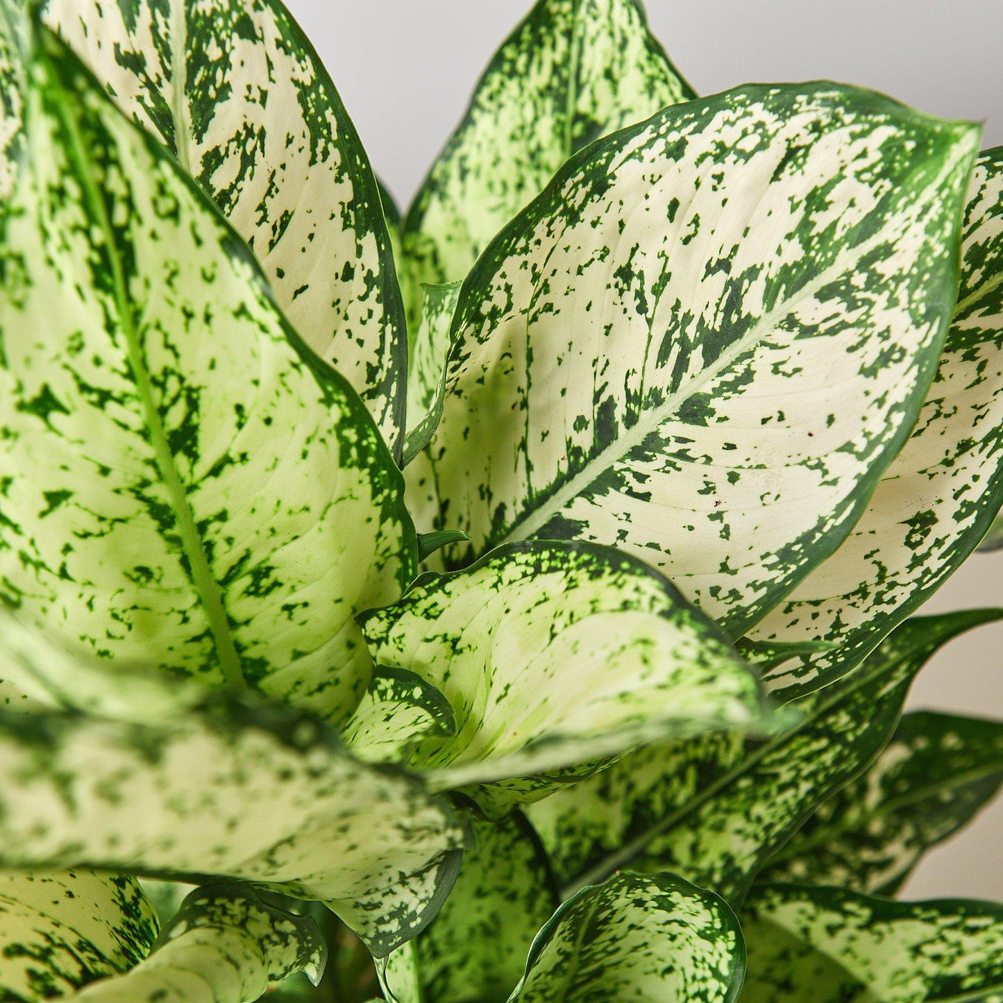 Aglaonema 'First Diamond' Indoor Plant - Mental Houseplants™