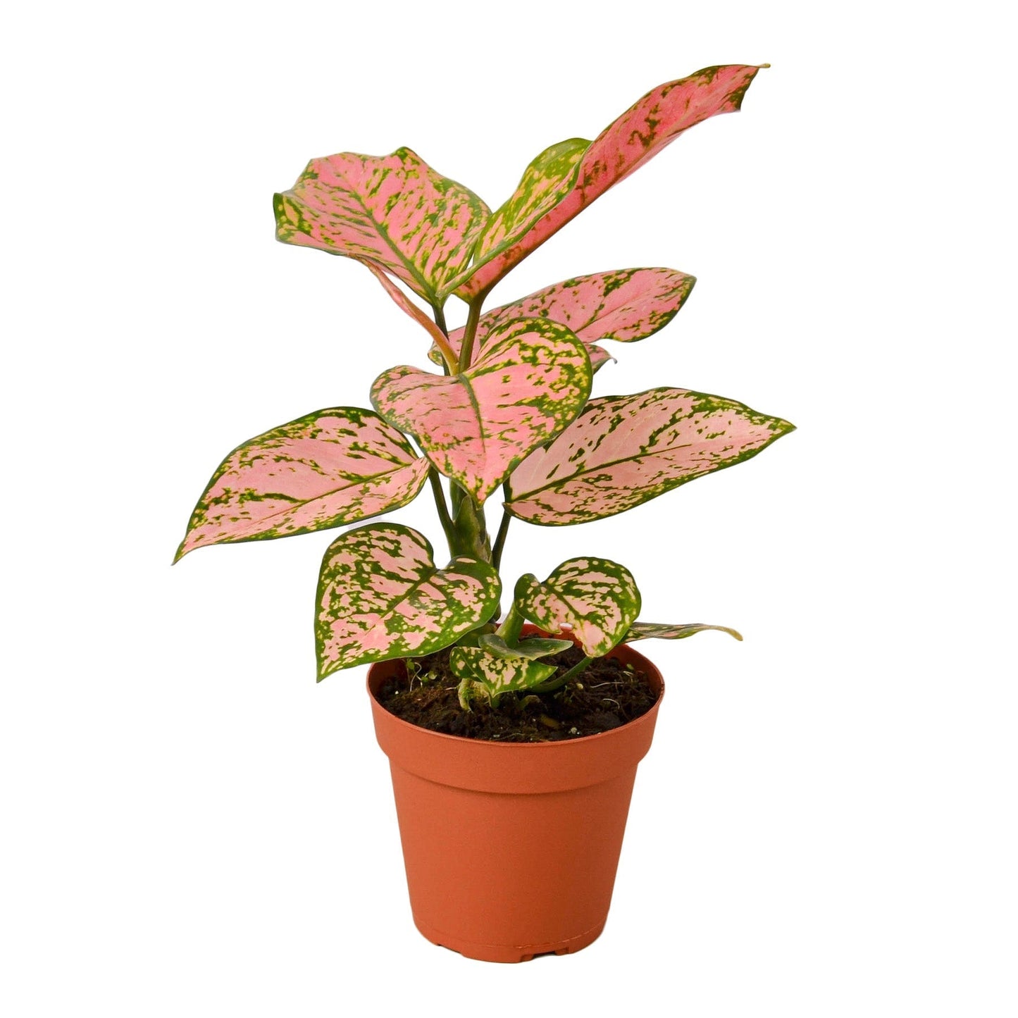 Aglaonema 'Lady Valentine' Indoor Plant - Mental Houseplants™