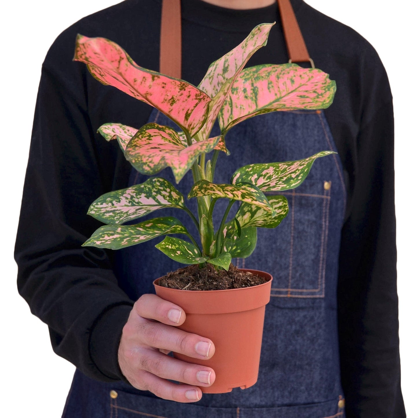Aglaonema 'Lady Valentine' Indoor Plant - Mental Houseplants™
